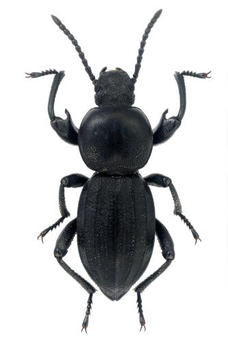 Réf. 356 017 : Scaurus striatus